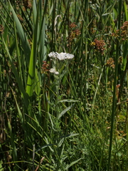 Achillea ptarmica