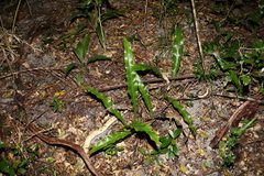 Microsorum punctatum