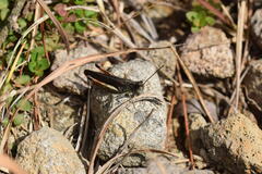 Chorthippus maritimus maritimus