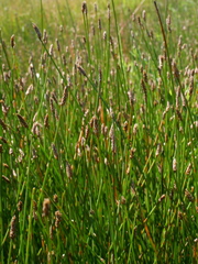 Eleocharis palustris