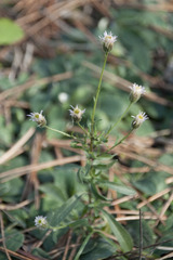 Erigeron acris