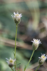 Erigeron acris