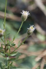 Erigeron acris