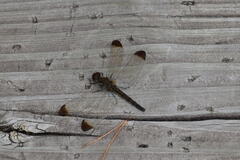 Sympetrum infuscatum