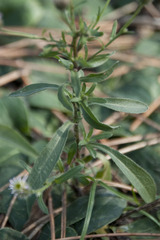 Erigeron acris