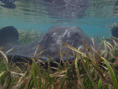 Bathytoshia brevicaudata