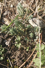 Petrosedum