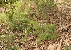 Asparagus