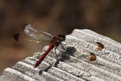 Sympetrum infuscatum