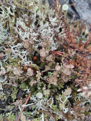 Cladonia verticillata
