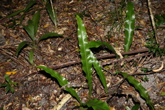 Microsorum punctatum