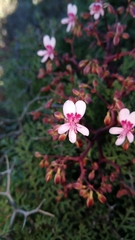 Pelargonium crithmifolium