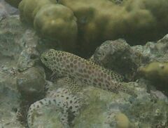 Epinephelus