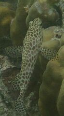Epinephelus
