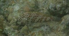 Epinephelus