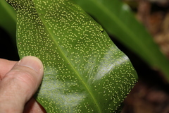 Microsorum punctatum