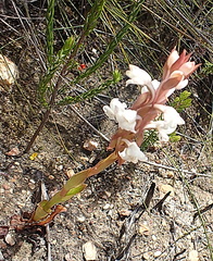 Satyrium acuminatum