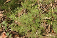 Asparagus