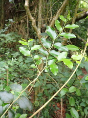 Dovyalis rhamnoides