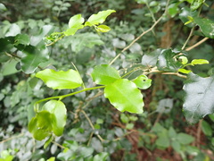 Dovyalis rhamnoides