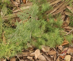 Asparagus
