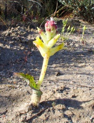 Lachenalia marginata