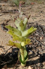 Lachenalia marginata