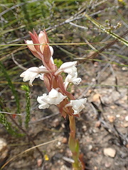 Satyrium acuminatum