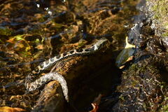 Rhabdophis tigrinus tigrinus