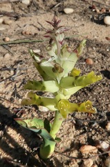 Lachenalia marginata