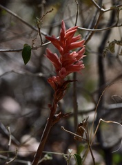 Sacoila lanceolata