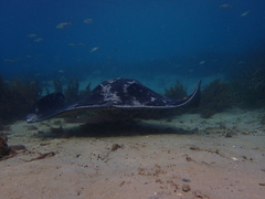 Bathytoshia brevicaudata