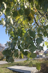 Populus × canescens