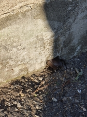 Trypoxylus dichotomus