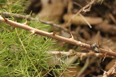 Asparagus