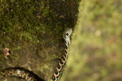 Rhabdophis tigrinus tigrinus