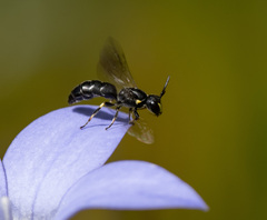 Hylaeus quadriceps