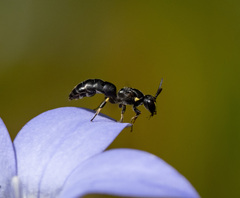Hylaeus quadriceps