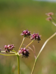 Oenanthe peucedanifolia