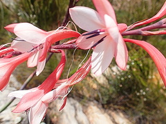 Watsonia fourcadei