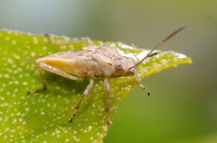 Liorhyssus