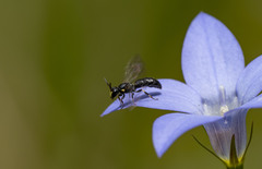 Hylaeus quadriceps