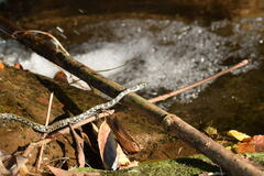 Rhabdophis tigrinus tigrinus