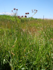 Oenanthe peucedanifolia