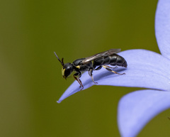 Hylaeus quadriceps