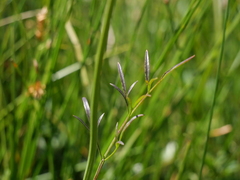 Oenanthe peucedanifolia