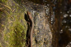 Takydromus tachydromoides