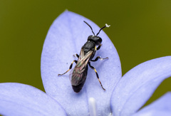 Hylaeus quadriceps