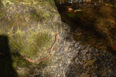 Takydromus tachydromoides