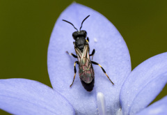 Hylaeus quadriceps